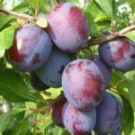 une branche avec des prunes