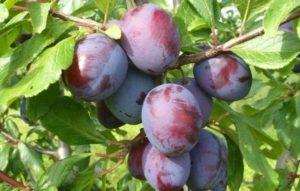 คำอธิบายพันธุ์พลัมประธานาธิบดี การปลูกและคำแนะนำในการดูแล