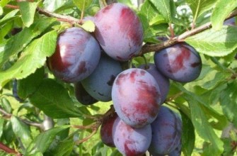 กิ่งที่มีลูกพลัม