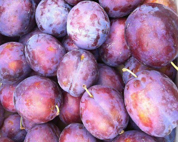 ผลไม้ของประธานาธิบดี