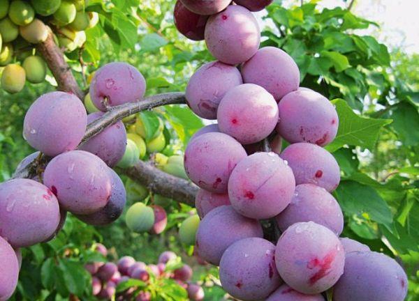 ผลไม้สุก