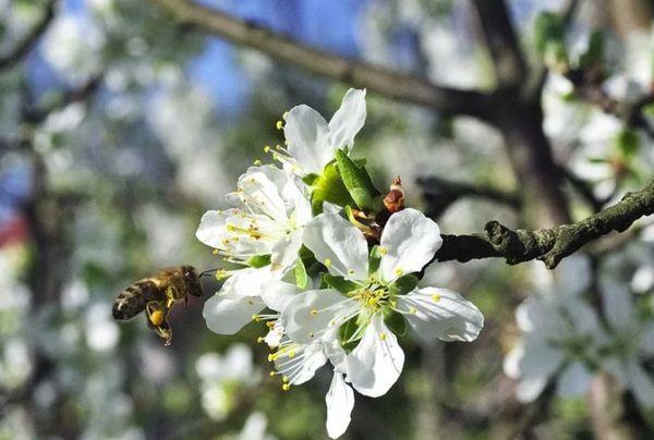 การผสมเกสรพลัม