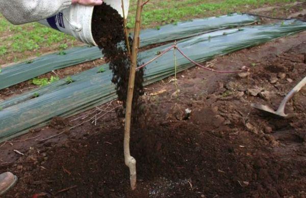 การใส่ปุ๋ยพลัม