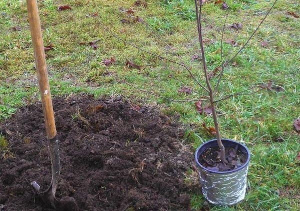 planter des pruniers