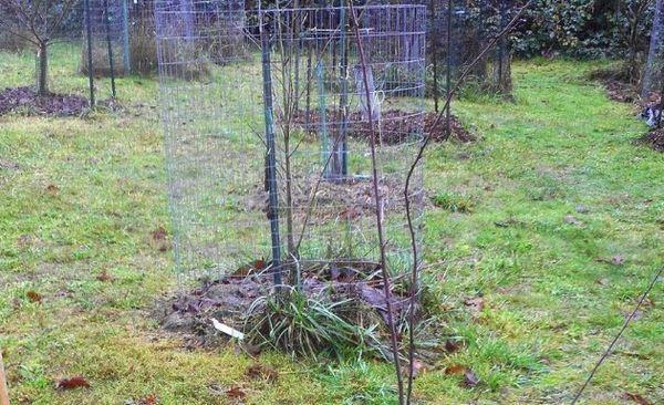 protection des semis