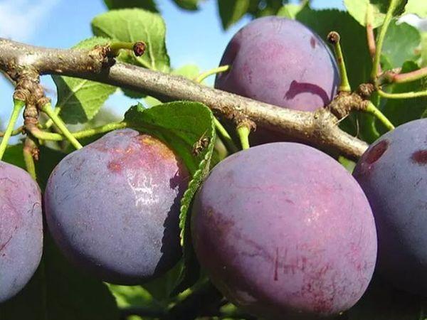 พลัมสีดำ