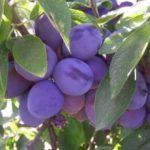 พลัมลูกผสม