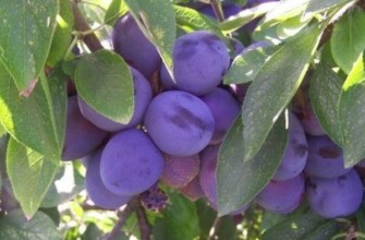 พลัมลูกผสม