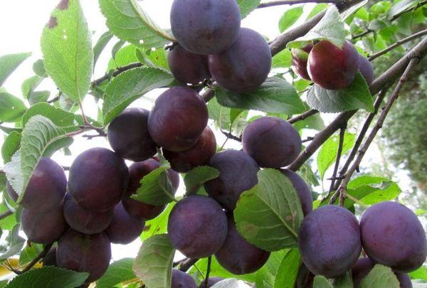 กิ่งก้านที่มีผล