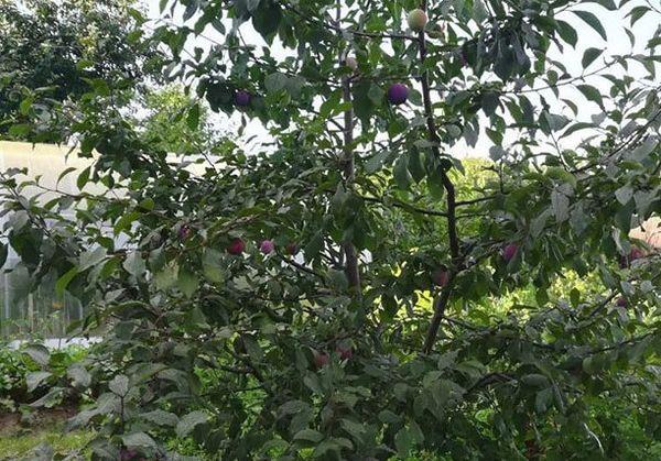 ต้นพลัม