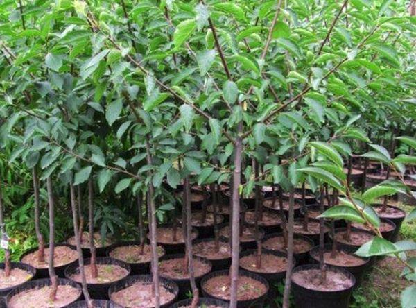 วัสดุปลูก