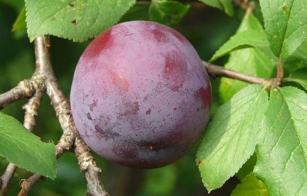 พลัมยูเรเซีย-21