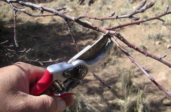 การตัดแต่งกิ่งพลัม