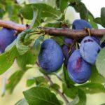 ลูกพรุนอูราล