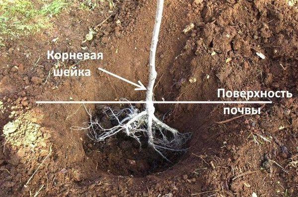 การปลูกต้นพลัม