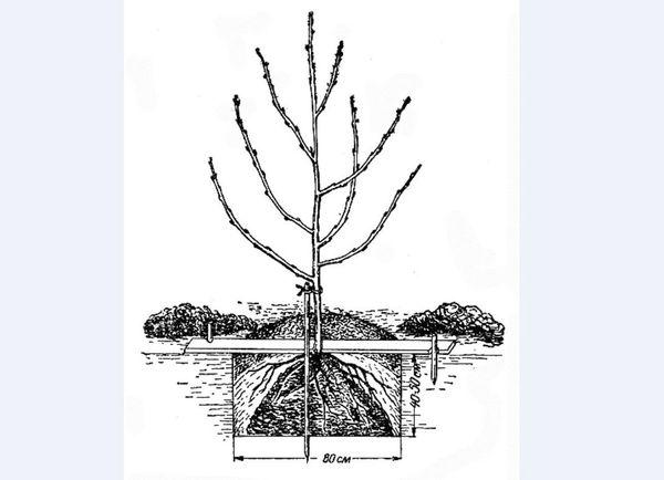 ลักษณะและลักษณะเด่นของพันธุ์ที่ดีที่สุดของพลัมอุสซูรี