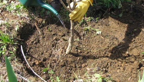 การรดน้ำลูกพลัม