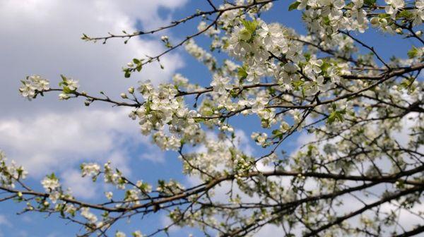 การออกดอกและแมลงผสมเกสร