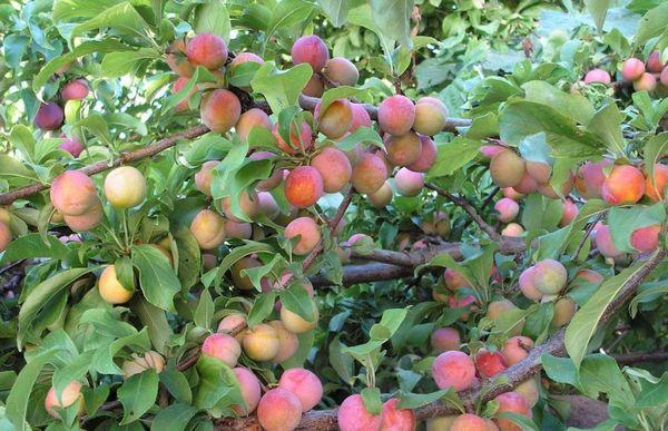 ต้นพลัม