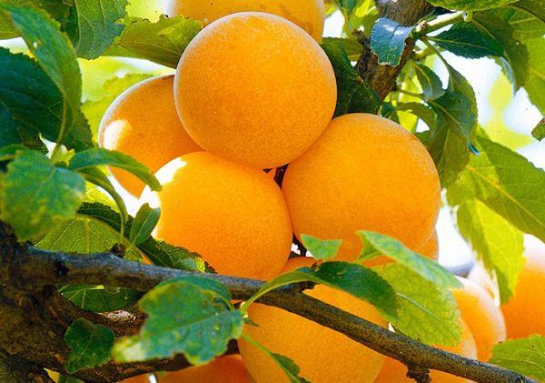 อุสซูรีพลัม 'ซาเวต'