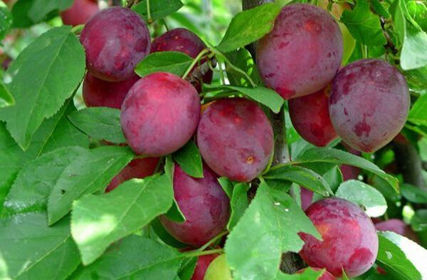 ลักษณะและลักษณะเด่นของพันธุ์ที่ดีที่สุดของพลัมอุสซูรี