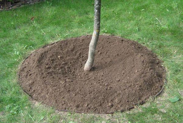 วงกลมลำต้นไม้