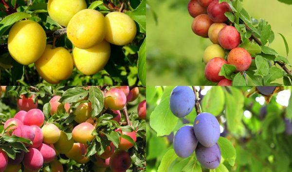 พันธุ์พลัม