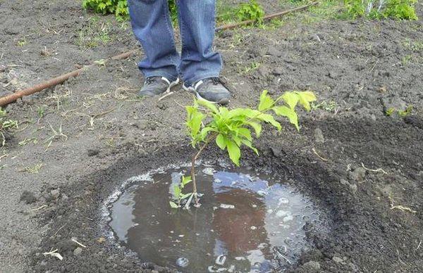 การรดน้ำต้นกล้า