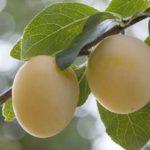 กิ่งที่มีลูกพลัม