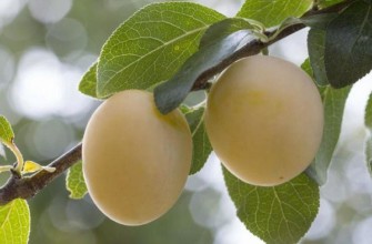 กิ่งที่มีลูกพลัม