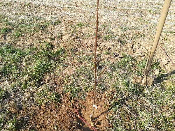 planter des pruniers