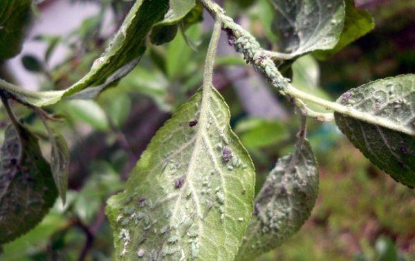 เพลี้ยอ่อนบนใบ