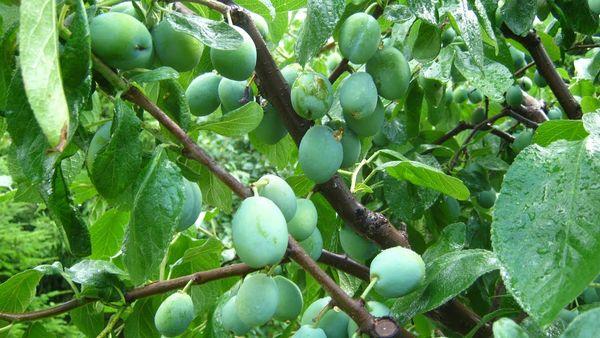 ลูกพลัมดิบ