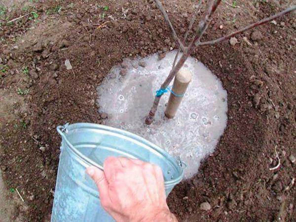 การใส่ปุ๋ยพลัม