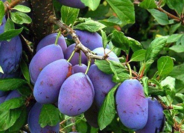 ลูกพลัมสุก