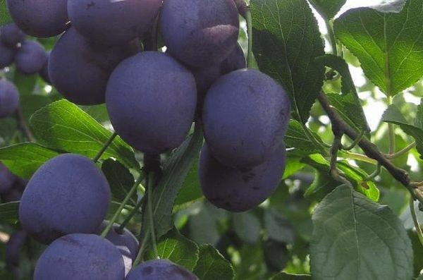 พลัมที่ออกผลดก