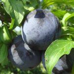 พลัมสีดำ