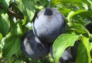 ลักษณะและรายละเอียดการปลูกพลัมพันธุ์ Zarechnaya rannyaya