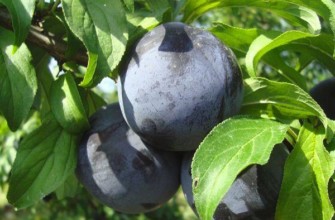 พลัมสีดำ