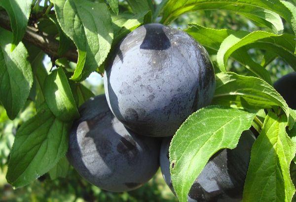 พลัมสีดำ