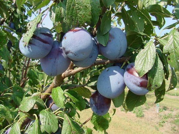 ต้นไม้ผลไม้