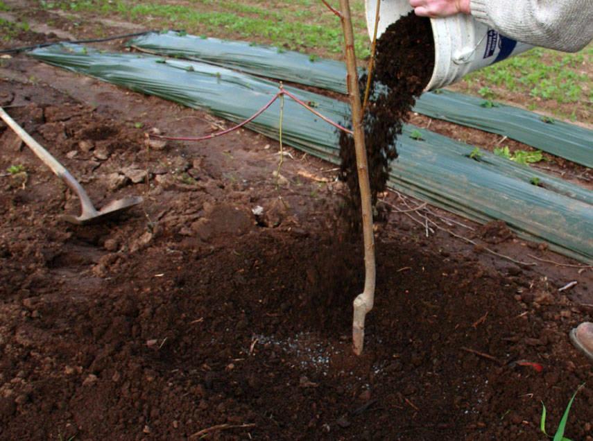 การดูแลลูกพลัม