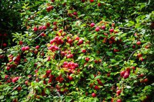 การปลูกและดูแลลูกพลัมในไซบีเรีย คำอธิบายพันธุ์ที่ดีที่สุดตามภูมิภาค