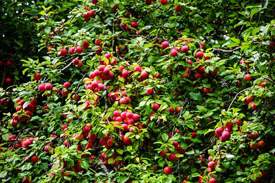 ลูกพลัมในสวน