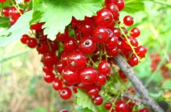 groseille rouge