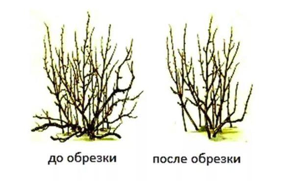 ก่อนและหลังการตัดแต่งกิ่ง