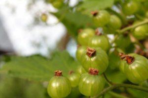 คำอธิบายพันธุ์ลูกเกด Emerald Necklace การปลูกและคำแนะนำในการดูแล