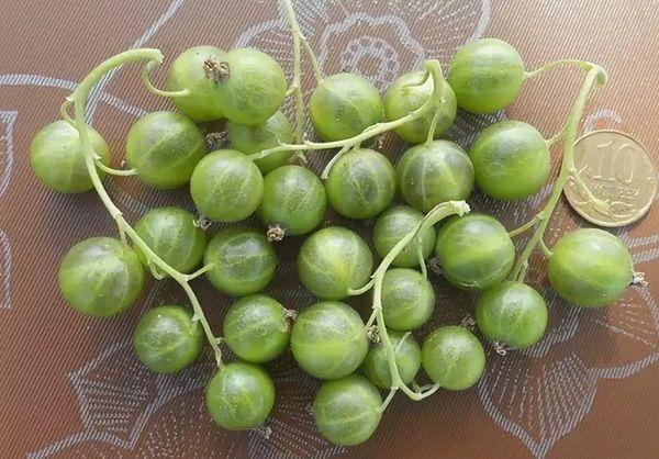 เบอร์รี่สีขาว