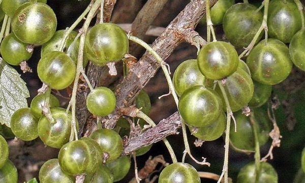 ลูกเกดเบอร์รี่