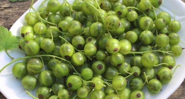 ผลลูกเกด